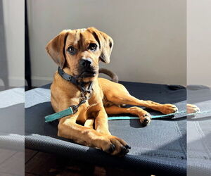 Daug Dogs for adoption in San Diego, CA, USA