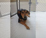 Small #1 Coonhound Mix