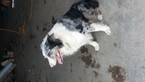 Small Photo #1 Border Collie Puppy For Sale in LOCKE, NY, USA