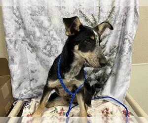 Border Collie Dogs for adoption in Modesto, CA, USA