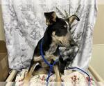 Small Border Collie