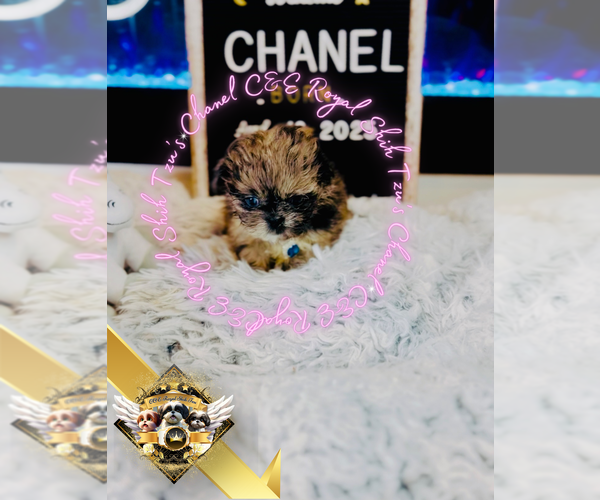 Medium Photo #8 Shih Tzu Puppy For Sale in ATHENS, GA, USA