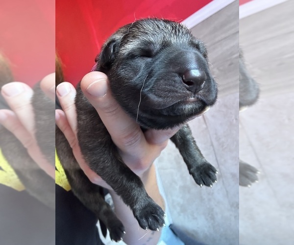 Medium Photo #3 German Shepherd Dog Puppy For Sale in LAKE ELSINORE, CA, USA