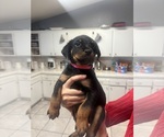 Small #6 Rottweiler