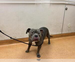 American Pit Bull Terrier-Unknown Mix Dogs for adoption in Martinez, CA, USA