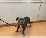 Small American Pit Bull Terrier Mix
