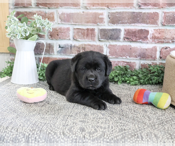 Medium Photo #4 Labrador Retriever Puppy For Sale in SYRACUSE, IN, USA