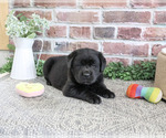Small #3 Labrador Retriever