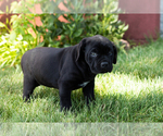 Small Photo #30 Cane Corso Puppy For Sale in WAKARUSA, IN, USA