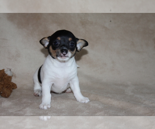 Medium Photo #4 Chihuahua Puppy For Sale in HUDSONVILLE, MI, USA