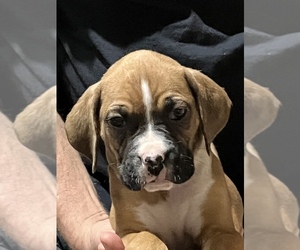 Boxer Puppy for sale in EATON, OH, USA