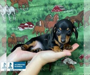 Dachshund Puppy for sale in WINNSBORO, LA, USA