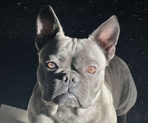 Father of the French Bulldog puppies born on 06/05/2025