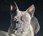 Small Photo #1 French Bulldog Puppy For Sale in CROWN POINT, IN, USA