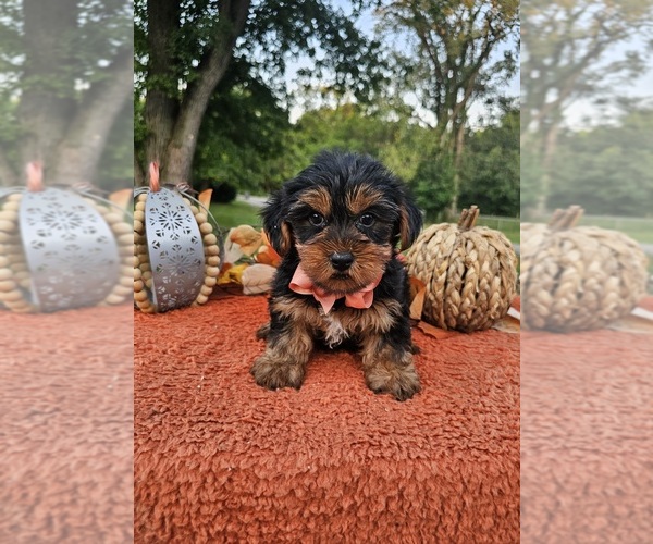 Medium Photo #2 Yorkshire Terrier Puppy For Sale in INDIANAPOLIS, IN, USA