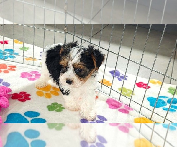 Medium Photo #3 Yorkshire Terrier Puppy For Sale in ORO VALLEY, AZ, USA