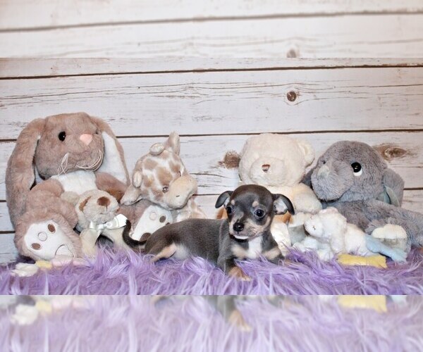 Medium Photo #5 Chihuahua Puppy For Sale in CHARLESTON, AR, USA
