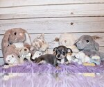 Small Photo #63 Chihuahua Puppy For Sale in CHARLESTON, AR, USA