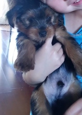 Yorkshire Terrier Puppy for sale in COVE, AR, USA