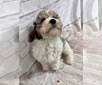 Small Photo #6 Cavapoo Puppy For Sale in SOUTH ORANGE, NJ, USA