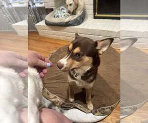 Siberian Husky-Unknown Mix Dogs for adoption in Woodbury, NY, USA