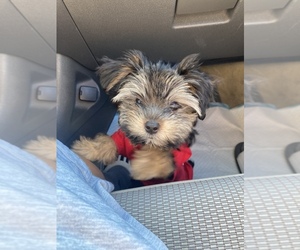 YorkiePoo Puppy for sale in JEFFERSONVILLE, IN, USA