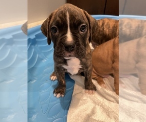 Boxer Puppy for sale in GLOUCESTER, MA, USA