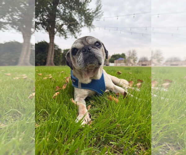Medium Photo #1 Pug-Unknown Mix Puppy For Sale in Queen Creek, AZ, USA