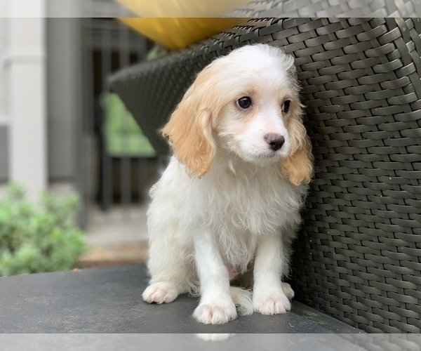 Medium Photo #4 Cavachon Puppy For Sale in HOUSTON, TX, USA