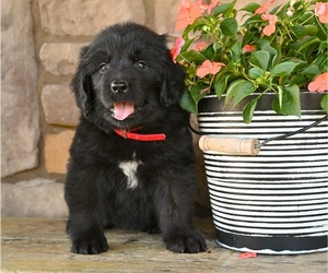 Newfoundland Puppy for sale in MILLERSBURG, OH, USA