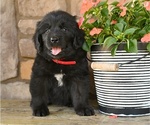 Image preview for Ad Listing. Nickname: Gypsy