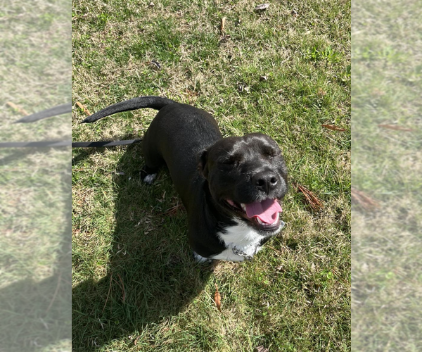 Medium Photo #3 Mutt Puppy For Sale in Candler, NC, USA