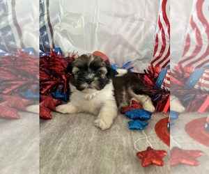 Medium Shih Tzu