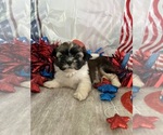 Puppy Tex Shih Tzu