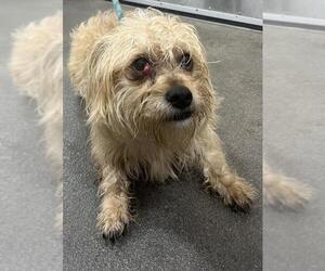 Norfolk Terrier-Unknown Mix Dogs for adoption in Forestville, MD, USA