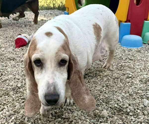 Medium Photo #3 Basset Hound Puppy For Sale in Deepwater, NJ, USA