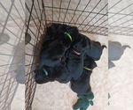 Small Photo #8 Labrador Retriever Puppy For Sale in SWEET HOME, OR, USA