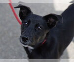 LOKITA - Female German Shepherd Dog Dog for Adoption - Small photo