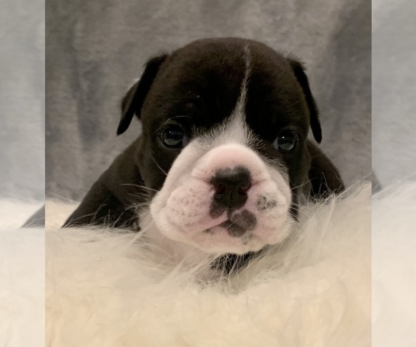 Medium Photo #18 Bulldog Puppy For Sale in JACKSONVILLE, FL, USA