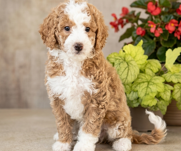 Medium Photo #1 Goldendoodle (Miniature) Puppy For Sale in GLEN BURNIE, MD, USA