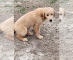 Small Photo #5 Golden Retriever Puppy For Sale in BENTON, IL, USA