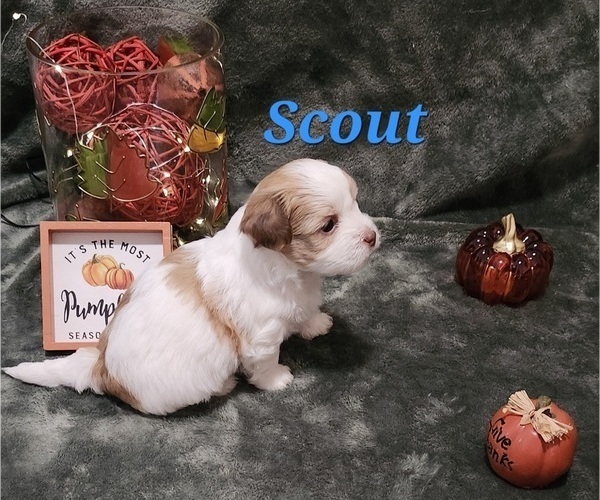 Medium Photo #10 Havanese Puppy For Sale in ALBION, PA, USA