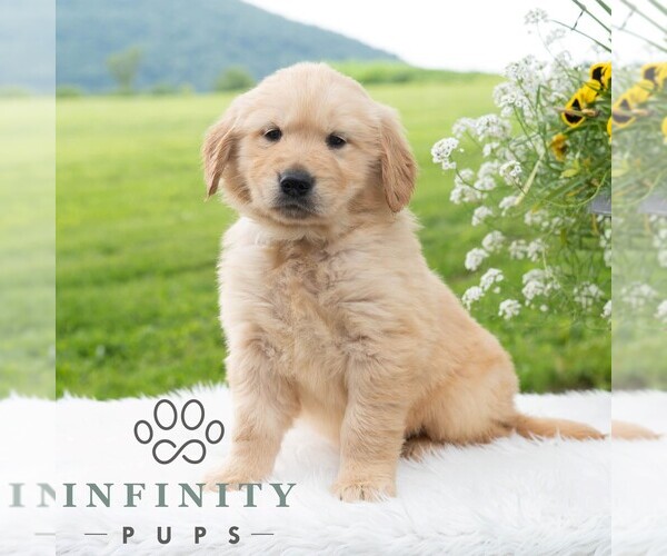 Medium Photo #5 Golden Retriever Puppy For Sale in NEWPORT, PA, USA