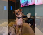 Small Photo #3 Dachshund-Unknown Mix Puppy For Sale in Aurora, IN, USA