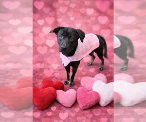 Hannah! - Female Borador Dog for Adoption - Photo #3