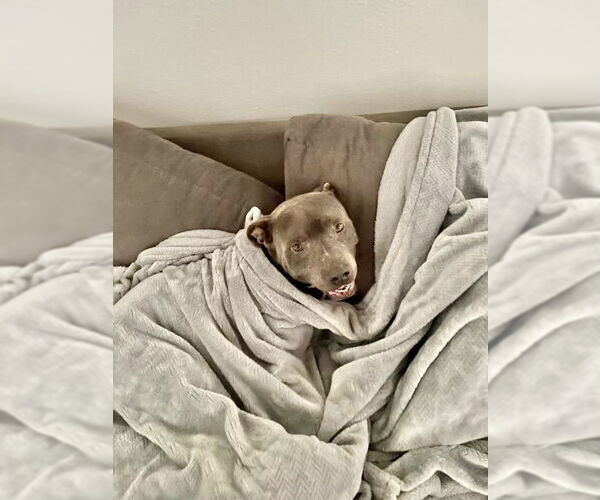 Medium Photo #3 American Pit Bull Terrier-Unknown Mix Puppy For Sale in Dana Point, CA, USA