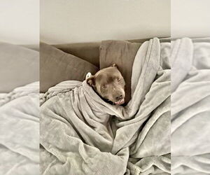Lucky - Male American Pit Bull Terrier-Unknown Mix Dog for Adoption - Photo #3
