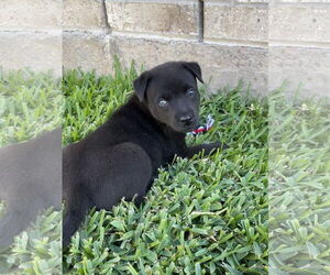 Huskies -Labrador Retriever Mix Dogs for adoption in The Woodlands, TX, USA