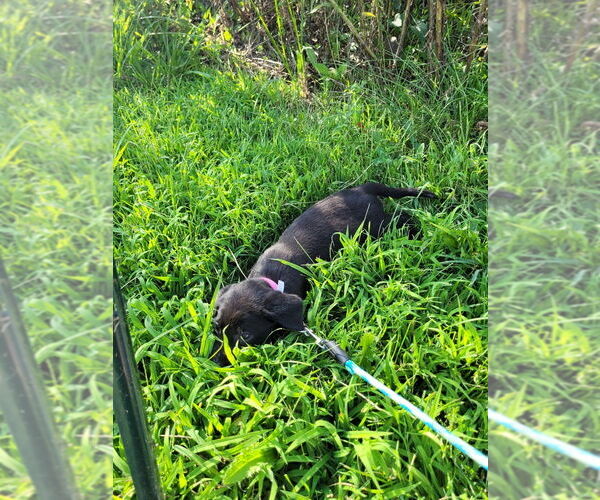Medium Photo #4 Labrador Retriever Puppy For Sale in LEBANON, VA, USA