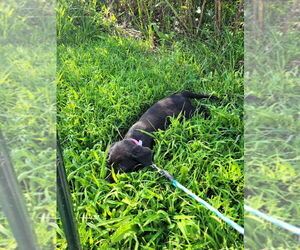 Medium Labrador Retriever